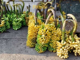 Plátano
 