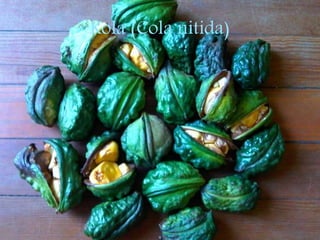 Kola (Cola nitida)
 