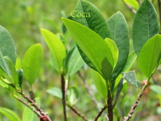 Coca
 