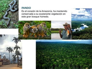 PANDO
Es el corazón de la Amazonía, ha mantenido
conservada a su exuberante vegetación en
este gran bosque húmedo.
 