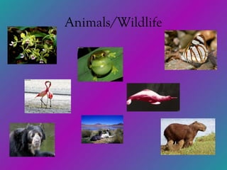 Animals/Wildlife 