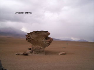 Altiplano - Bolivia 