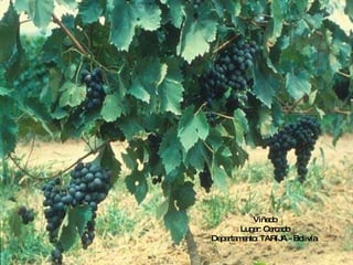 Viñedo Lugar: Cercado Departamento:   TARIJA - Bolivia  