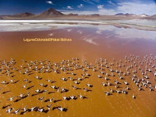 Laguna Colorada – Potosí Bolivia 