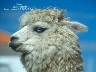 Alpaca Lugar:  Huatajata Departamento:  LA PAZ - Bolivia  