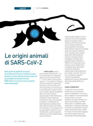 30 INFORMAMI
Le origini animali
di SARS-CoV-2
Dalle grotte di pipistrelli ai piccoli
mammiferi dei mercati cinesi fino al salto
all’essere umano. Questa sembra essere la
più probabile strada percorsa da
SARS-CoV-2, ma ancora manca qualche
tessera del puzzle
CRISTINA GAVIRAGHI
SANITÀ
“I VIRUS A DNA possono
avere genomi molto grandi (…) la
loro caratteristica è la capacità di
riparare gli errori di trascrizione
(…). I virus a RNA, privi di questa
opzione (…) non possono contenere
il tasso di mutazione o ingrandire
il genoma, sono come bloccati. E
che cosa può fare un virus bloccato
e senza garanzia di sopravvivenza,
ma con ottime capacità di adattarsi?
Spesso fa il salto di specie”.
Queste parole di Edward Holmes,
virologo di Sidney esperto di
evoluzione di virus, sono riportate
in Spillover, il celebre libro di
David Quammen pubblicato nel
2012, sette anni prima che SARS-
CoV-2 facesse la sua comparsa. Già
in quelle pagine si parlava di una
Next Big One, una futura grande
epidemia di cui tanti epidemiologi
avevano il timore.
Il salto di specie (spillover) cioè il
momento in cui il virus patogeno
passa da una specie ospite a
un’altra è un fenomeno naturale,
ma al contempo misterioso
che può perdersi nei meandri
dell’evoluzione virale che si sviluppa
negli anni a suon di mutazioni.
Se ne è parlato tanto, a partire
dagli albori della pandemia,
quando cominciava anche a
serpeggiare il dubbio della
possibile origine artificiale di
SARS-CoV-2, fuoriuscito da un
ipotetico errore di laboratorio.
La maggior parte delle analisi
condotte da virologi ed
epidemiologi ormai propendono
per l’origine “naturale” del virus,
con un serbatoio originario
costituito dai pipistrelli
appartenenti al genere Rhinolophus,
detti anche pipistrelli ferro di
cavallo.
L’ANELLO MANCANTE
A oggi, però, non sono state
trovate tracce di coronavirus
umani nei pipistrelli e non vi sono
dati a supporto di una trasmissione
diretta, anche se in teoria
possibile, tra questi chirotteri e la
specie umana. Manca un anello
della catena: il cosiddetto ospite
intermedio, un animale che ha fatto
da tramite tra i pipistrelli e l’essere
umano, fornendo la base a SARS-
CoV-2 per un nuovo salto di specie.
Ed è anche questa lacuna che
ha insinuato l’idea dell’incidente
 