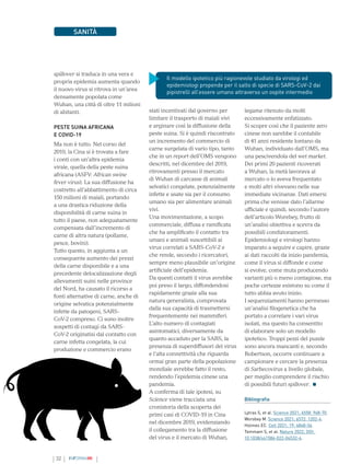 32 INFORMAMI
SANITÀ
spillover si traduca in una vera e
propria epidemia aumenta quando
il nuovo virus si ritrova in un’area
densamente popolata come
Wuhan, una città di oltre 11 milioni
di abitanti.
PESTE SUINA AFRICANA
E COVID-19
Ma non è tutto. Nel corso del
2019, la Cina si è trovata a fare
i conti con un’altra epidemia
virale, quella della peste suina
africana (ASFV: African swine
fever virus). La sua diffusione ha
costretto all’abbattimento di circa
150 milioni di maiali, portando
a una drastica riduzione della
disponibilità di carne suina in
tutto il paese, non adeguatamente
compensata dall’incremento di
carne di altra natura (pollame,
pesce, bovini).
Tutto questo, in aggiunta a un
conseguente aumento dei prezzi
della carne disponibile e a una
precedente delocalizzazione degli
allevamenti suini nelle province
del Nord, ha causato il ricorso a
fonti alternative di carne, anche di
origine selvatica potenzialmente
infette da patogeni, SARS-
CoV-2 compreso. Ci sono inoltre
sospetti di contagi da SARS-
CoV-2 originatisi dal contatto con
carne infetta congelata, la cui
produzione e commercio erano
stati incentivati dal governo per
limitare il trasporto di maiali vivi
e arginare così la diffusione della
peste suina. Si è quindi riscontrato
un incremento del commercio di
carne surgelata di vario tipo, tanto
che in un report dell’OMS vengono
descritti, nel dicembre del 2019,
ritrovamenti presso il mercato
di Wuhan di carcasse di animali
selvatici congelate, potenzialmente
infette e usate sia per il consumo
umano sia per alimentare animali
vivi.
Una movimentazione, a scopo
commerciale, diffusa e ramificata
che ha amplificato il contatto tra
umani e animali suscettibili ai
virus correlati a SARS-CoV-2 e
che rende, secondo i ricercatori,
sempre meno plausibile un’origine
artificiale dell’epidemia.
Da questi contatti il virus avrebbe
poi preso il largo, diffondendosi
rapidamente grazie alla sua
natura generalista, comprovata
dalla sua capacità di trasmettersi
frequentemente nei mammiferi.
L’alto numero di contagiati
asintomatici, diversamente da
quanto accaduto per la SARS, la
presenza di superdiffusori del virus
e l’alta connettività che riguarda
ormai gran parte della popolazione
mondiale avrebbe fatto il resto,
rendendo l’epidemia cinese una
pandemia.
A conferma di tale ipotesi, su
Science viene tracciata una
cronistoria della scoperta dei
primi casi di COVID-19 in Cina
nel dicembre 2019, evidenziando
il collegamento tra la diffusione
del virus e il mercato di Wuhan,
legame ritenuto da molti
eccessivamente enfatizzato.
Si scopre così che il paziente zero
cinese non sarebbe il contabile
di 41 anni residente lontano da
Wuhan, individuato dall’OMS, ma
una pescivendola del wet market.
Dei primi 20 pazienti ricoverati
a Wuhan, la metà lavorava al
mercato o lo aveva frequentato
e molti altri vivevano nelle sue
immediate vicinanze. Dati emersi
prima che venisse dato l’allarme
ufficiale e quindi, secondo l’autore
dell’articolo Worebey, frutto di
un’analisi obiettiva e scevra da
possibili condizionamenti.
Epidemiologi e virologi hanno
imparato a seguire e capire, grazie
ai dati raccolti da inizio pandemia,
come il virus si diffonde e come
si evolve, come muta producendo
varianti più o meno contagiose, ma
poche certezze esistono su come il
tutto abbia avuto inizio.
I sequenziamenti hanno permesso
un’analisi filogenetica che ha
portato a correlare i vari virus
isolati, ma questo ha consentito
di elaborare solo un modello
ipotetico. Troppi pezzi del puzzle
sono ancora mancanti e, secondo
Robertson, occorre continuare a
campionare e cercare la presenza
di Sarbecovirus a livello globale,
per meglio comprendere il rischio
di possibili futuri spillover.
Bibliografia
Lytras S, et al. Science 2021; 6558: 968-70.
Worobey M. Science 2021; 6572: 1202-4.
Holmes EC. Cell 2021; 19: 4848-56.
Temmam S, et al. Nature 2022; DOI:
10.1038/s41586-022-04532-4.
Il modello ipotetico più ragionevole studiato da virologi ed
epidemiologi propende per il salto di specie di SARS-CoV-2 dai
pipistrelli all’essere umano attraverso un ospite intermedio
 