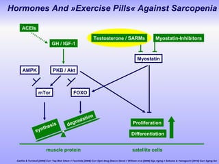Hormones And  » Exercise Pills «  Against Sarcopenia ACEIs GH / IGF-1 Myostatin PKB / Akt mTor FOXO Proliferation Differentiation synthesis degradation AMPK Myostatin-Inhibitors Testosterone / SARMs Cadilla & Turnbull [2006] Curr Top Med Chem //  Tsuchida [2008] Curr Opin Drug Discov Devel //  Witham et al [2008] Age Aging  // Sakuma & Yamaguchi [2010] Curr Aging Sci muscle protein satellite cells 