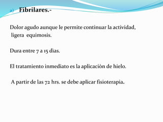 a) Fibrilares.-
Dolor agudo aunque le permite continuar la actividad,
ligera equimosis.
Dura entre 7 a 15 dìas.
El tratamiento inmediato es la aplicaciòn de hielo.
A partir de las 72 hrs. se debe aplicar fisioterapia.
 