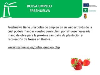 BOLSA EMPLEO  FRESHUELVA Freshuelva tiene una bolsa de empleo en su web a través de la cual podéis mandar vuestro currículum por si fuese necesaria mano de obra para la próxima campaña de plantación y recolección de fresas en Huelva.www.freshuelva.es/bolsa_empleo.php 