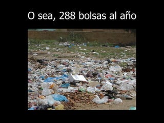 O sea, 288 bolsas al año 