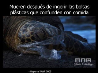 Mueren después de ingerir las bolsas plásticas que confunden con comida -  Reporte  WWF 2005 