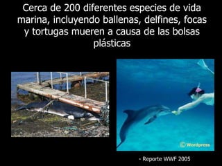 Cerca de 200 diferentes especies de vida marina, incluyendo ballenas, delfines, focas y tortugas mueren a causa de las bolsas plásticas -  Reporte  WWF 2005 