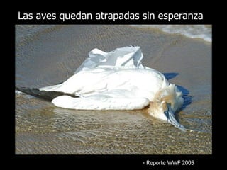 Las aves quedan atrapadas sin esperanza   -  Reporte  WWF 2005 