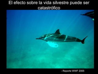 El efecto sobre la vviiddaa ssiillvveessttrree ppuueeddee sseerr 
ccaattaassttrróóffiiccoo 
-- RReeppoorrttee WWWWFF 22000055 
 