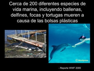 CCeerrccaa ddee 220000 ddiiffeerreenntteess eessppeecciieess ddee 
vviiddaa mmaarriinnaa, iinncclluuyyeennddoo bbaalllleennaass, 
ddeellffiinneess, ffooccaass yy ttoorrttuuggaass mmuueerreenn aa 
ccaauussaa ddee llaass bboollssaass pplláássttiiccaass 
-- RReeppoorrttee WWWWFF 22000055 
 