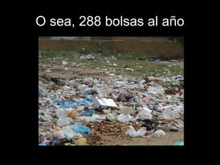 OO sseeaa,, 228888 bboollssaass aall aaññoo 
 