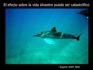 El efecto sobre la vida silvestre puede ser catastrófico -  Reporte  WWF 2005 