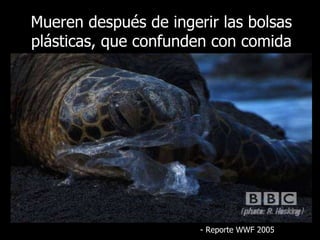 Mueren después de ingerir las bolsas plásticas, que confunden con comida -  Reporte  WWF 2005 