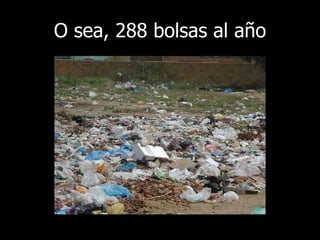 O sea, 288 bolsas al año 