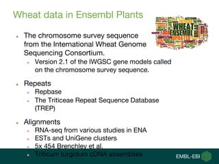 triticale plante Enduro Triticale main image 0