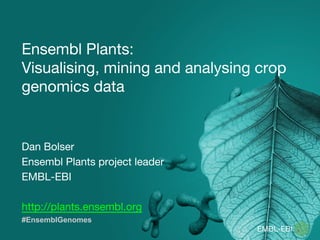 Ensembl Plants:
Visualising, mining and analysing crop
genomics data
Dan Bolser
Ensembl Plants project leader
EMBL-EBI
http://plants.ensembl.org
#EnsemblGenomes
 