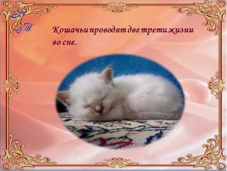 Bolshie koshki | PPT