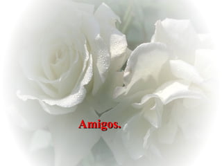 Amigos.   