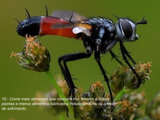 10.- Come mais alimentos que cresçam nas árvores e outras plantas e menos alimentos fabricados industrialmente ou à base de sofrimento. 