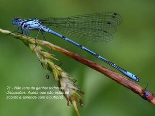 21.- Não tens de ganhar todas as discussões. Aceita que não estás de acordo e aprende com o outro(a). 