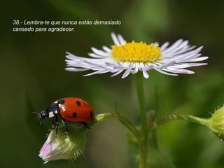 38.- Lembra-te que nunca estás demasiado cansado para agradecer. 