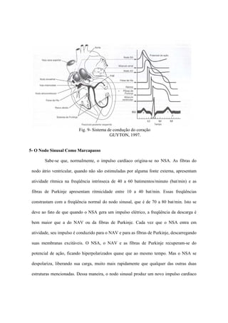 Fig. 9- Sistema de condução do coração
                                           GUYTON, 1997.


5- O Nodo Sinusal Como Marcapasso

        Sabe-se que, normalmente, o impulso cardíaco origina-se no NSA. As fibras do

 nodo átrio ventricular, quando não são estimuladas por alguma fonte externa, apresentam

 atividade rítmica na freqüência intrínseca de 40 a 60 batimentos/minuto (bat/min) e as

 fibras de Purkinje apresentam ritmicidade entre 10 a 40 bat/min. Essas freqüências

 constrastam com a freqüência normal do nodo sinusal, que é de 70 a 80 bat/min. Isto se

 deve ao fato de que quando o NSA gera um impulso elétrico, a freqüência da descarga é

 bem maior que a do NAV ou da fibras de Purkinje. Cada vez que o NSA entra em

 atividade, seu impulso é conduzido para o NAV e para as fibras de Purkinje, descarregando

 suas membranas excitáveis. O NSA, o NAV e as fibras de Purkinje recuperam-se do

 potencial de ação, ficando hiperpolarizados quase que ao mesmo tempo. Mas o NSA se

 despolariza, liberando sua carga, muito mais rapidamente que qualquer das outras duas

 estruturas mencionadas. Dessa maneira, o nodo sinusal produz um novo impulso cardíaco
 