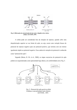 Fig. 4: Diferenção de concentração de íons entre o líquido extra e intra-
                        celular. GUYTON, 1997.



        A célula pode ser considerada fora da situação de repouso, quando sofre uma

despolarização superior ao seu limiar de ação, ou seja, ocorre uma variação brusca do

potencial de repouso negativo para um potencial positivo, que termina com um retorno

igualmente rápido ao potencial negativo. Essa cadeia de variações de potencial é conhecida

como “potencial de ação”.

        Segundo [Berne, R. M. et al., 2000], as etapas sucessivas do potencial de ação

podem ser esquematizadas como apresentado logo abaixo, em conformidade com a Fig. 5.




                             Fig. 5 : Potencial de ação geral na célula
                             Cardíaca e seus principais canis iônicos.
                                                 GUYTON, 1997.
 