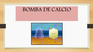 BOMBA DE CALCIO
 