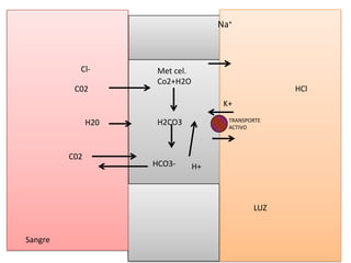 TRANSPORTE
ACTIVO
Na+
LUZ
Sangre
Met cel.
Co2+H2O
H2CO3
HCO3-
K+
Cl-
H+
H20
C02
C02 HCl
 