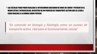 • LAS CÉLULAS PARA PODER REALIZAR EL INTERCAMBIO ADECUADO DE IONES DE SODIO Y POTASIO EN EL
MEDIO EXTRA E INTRACELULAR, NECESITAN DE UN PROCESO DE TRANSPORTE ACTIVO QUE SE LLEVA A
CABO GRACIAS A LA BOMBA SODIO POTASIO.
 