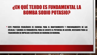 ¿EN QUÉ TEJIDO ES FUNDAMENTAL LA
BOMBA SODIO POTASIO?
• ESTE PROCESO FISIOLÓGICO ES ESENCIAL PARA EL MANTENIMIENTO Y FUNCIONAMIENTO DE LAS
CÉLULAS, Y ADEMÁS ES FUNDAMENTAL PARA SE EJECUTE EL POTENCIAL DE ACCIÓN, NECESARIO PARA LA
TRANSMISIÓN DE IMPULSOS ELÉCTRICOS DE NEURONA EN NEURONA.
 