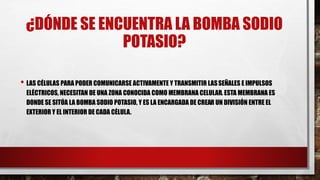 ¿DÓNDE SE ENCUENTRA LA BOMBA SODIO
POTASIO?
• LAS CÉLULAS PARA PODER COMUNICARSE ACTIVAMENTE Y TRANSMITIR LASSEÑALES E IMPULSOS
ELÉCTRICOS, NECESITAN DE UNA ZONA CONOCIDA COMO MEMBRANA CELULAR. ESTA MEMBRANA ES
DONDE SE SITÚA LA BOMBA SODIO POTASIO, Y ES LA ENCARGADA DE CREAR UN DIVISIÓN ENTRE EL
EXTERIOR Y EL INTERIOR DE CADA CÉLULA.
 