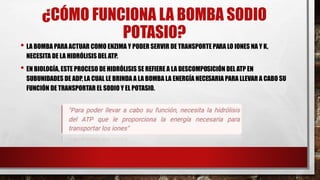 ¿CÓMO FUNCIONA LA BOMBA SODIO
POTASIO?
• LA BOMBA PARA ACTUAR COMO ENZIMA Y PODER SERVIR DE TRANSPORTE PARA LO IONES NA Y K,
NECESITA DE LA HIDRÓLISIS DEL ATP.
• EN BIOLOGÍA, ESTE PROCESO DE HIDRÓLISIS SE REFIERE A LA DESCOMPOSICIÓN DEL ATP EN
SUBUNIDADES DE ADP, LA CUAL LE BRINDA A LA BOMBA LA ENERGÍA NECESARIA PARA LLEVAR A CABO SU
FUNCIÓN DE TRANSPORTAR EL SODIO Y EL POTASIO.
 