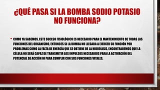 ¿QUÉ PASA SI LA BOMBA SODIO POTASIO
NO FUNCIONA?
• COMO YA SABEMOS, ESTE SUCESO FISIOLÓGICO ES NECESARIO PARA EL MANTENIMIENTO DE TODAS LAS
FUNCIONES DEL ORGANISMO, ENTONCES SI LA BOMBA NO LLEGARA A EJERCER SU FUNCIÓN POR
PROBLEMAS COMO LA FALTA DE ENERGÍA QUE SE OBTIENE DE LA HIDRÓLISIS, ENCONTRAREMOS QUE LA
CÉLULA NO SERÁ CAPAZ DE TRANSMITIR LOS IMPULSOS NECESARIOS PARALA ACTIVACIÓN DEL
POTENCIAL DE ACCIÓN NI PARA CUMPLIR CON SUS FUNCIONES VITALES.
 