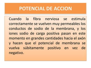 POTENCIAL DE ACCION
Cuando la fibra nerviosa se estimula
correctamente se vuelven muy permeables los
conductos de sodio de la membrana, y los
iones sodio de carga positiva pasan en este
momento en grandes cantidades hacia el axón
y hacen que el potencial de membrana se
vuelva súbitamente positivo en vez de
negativo.
 