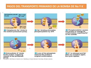 PASOS DEL TRANSPORTE PRIMARIO DE LA BOMBA DE Na Y K
 