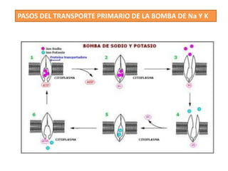 PASOS DEL TRANSPORTE PRIMARIO DE LA BOMBA DE Na Y K
 