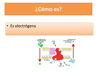 ¿Cómo es?
• Es electrógena
 