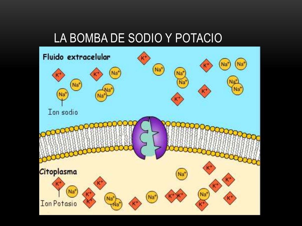 Bomba de sodio y potasio (2) Bomba de sodio y potasio (2)