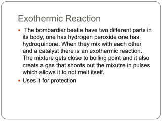 Exothermic Reaction
 The bombardier beetle have two different parts in
  its body, one has hydrogen peroxide one has
  hydroquinone. When they mix with each other
  and a catalyst there is an exothermic reaction.
  The mixture gets close to boiling point and it also
  creats a gas that shoots out the mixutre in pulses
  which allows it to not melt itself.
 Uses it for protection
 