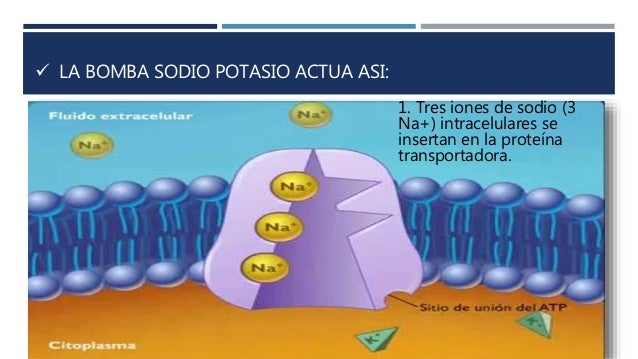 Bomba Sodio Potasio