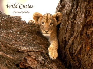 Wild Cuties Presented by Nubia 