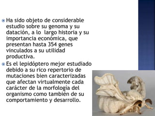  Ha sido objeto de considerable
estudio sobre su genoma y su
datación, a lo largo historia y su
importancia económica, que
presentan hasta 354 genes
vinculados a su utilidad
productiva.
 Es el lepidóptero mejor estudiado
debido a su rico repertorio de
mutaciones bien caracterizadas
que afectan virtualmente cada
carácter de la morfología del
organismo como también de su
comportamiento y desarrollo.
 