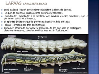  En la cabeza (fusion de 6 segmetos) posee 6 pares de ocelos.
 un par de antenas, usadas como órganos sensoriales.
 mandíbulas, adaptadas a la masticación; maxilas y labio; maxilares, que le
permiten cortar el alimento.
 el aparato [hilador] que le permitirá liberar el hilo de seda.
 Tórax (formado por tres segmentos).
 Abdomen (formado por once segmentos, de los que solo se distinguen
claramente nueve, pues los últimos tres están fusionados).
 